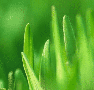 artificial-grass-closeup